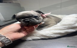 French Bulldog dogs for sale: Lilac French Buldog - Image 12