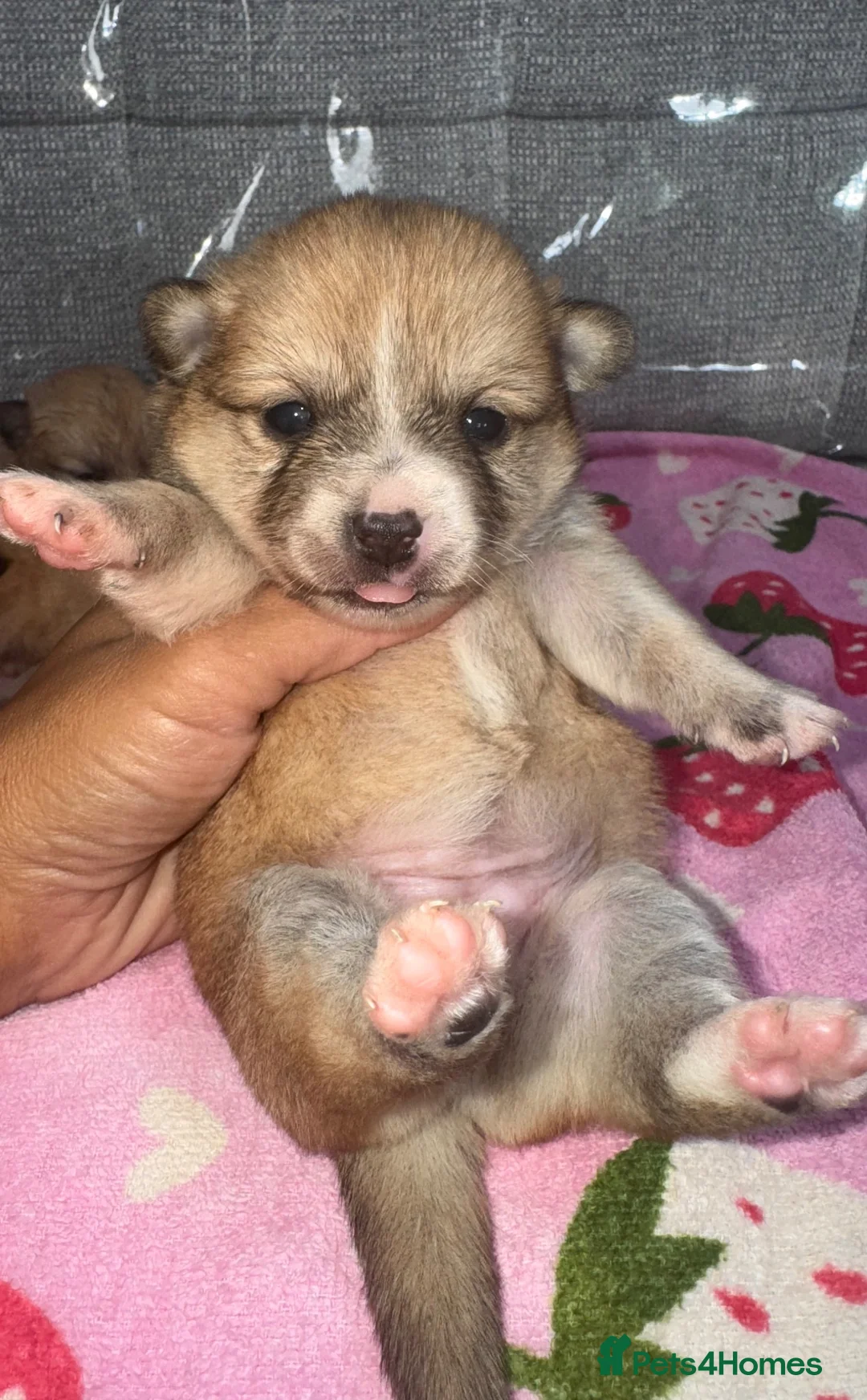 Mixed Breed dogs for sale: Pomeranian cross Jack Russell - Advert 15