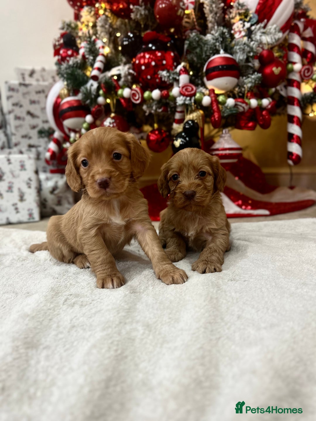 Cockapoo dogs for sale: Stunning cockapoo puppies  - Advert 6