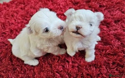 Maltese dogs for sale: MALTESE💖KC.Registered,5 generation pedigree🩵 🐩 - Image 8
