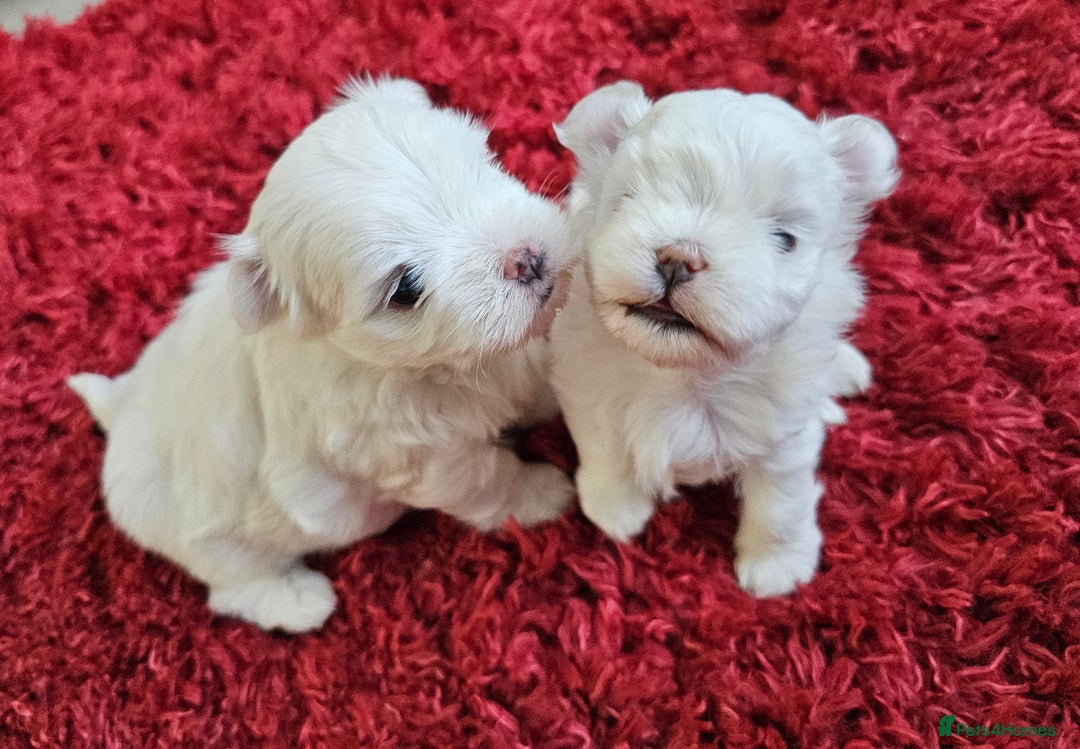 Maltese dogs for sale: MALTESE💖KC.Registered,5 generation pedigree🩵 🐩 - Image 8