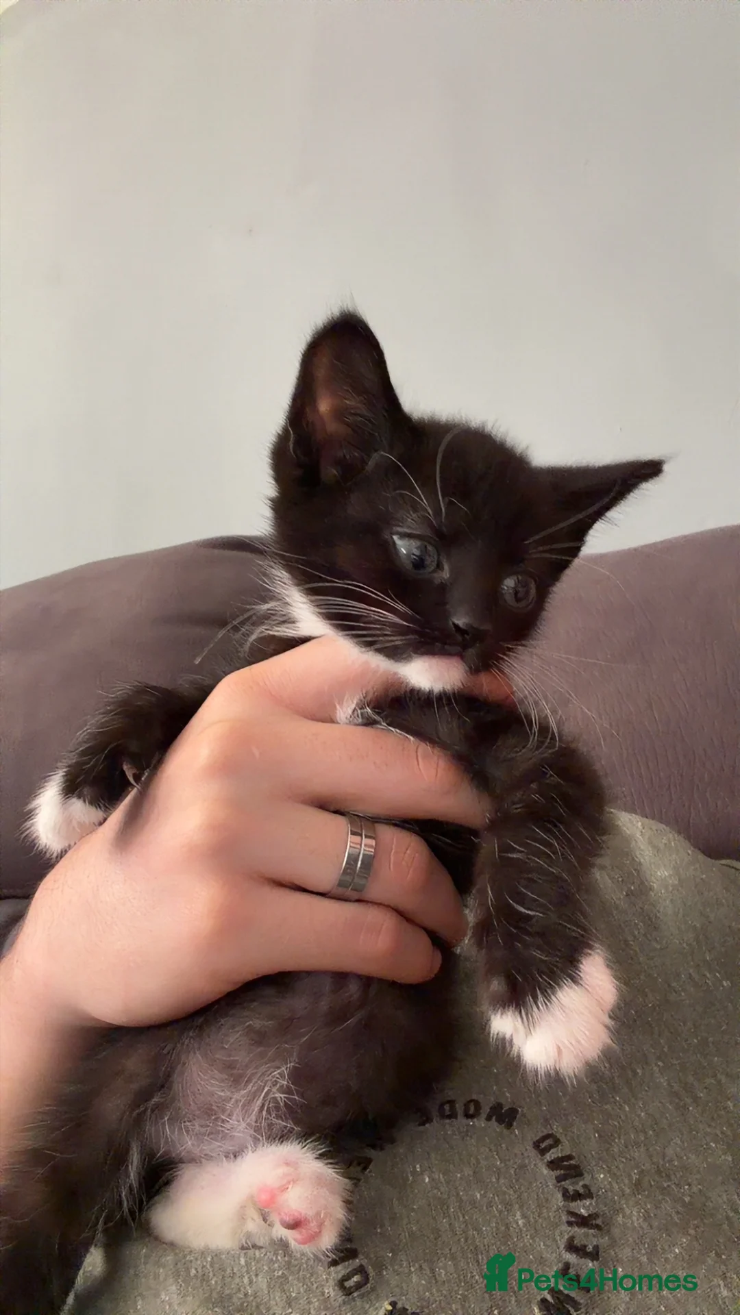 Mixed Breed cats for sale: 2 8 week old kittens and a 5 month old kittens  - Advert 2