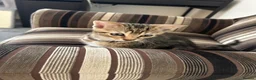 Mixed Breed cats for sale: Adorable kittens in Enfield - Advert 3