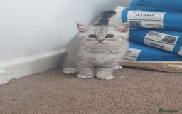 British Shorthair cats for sale: 2 British short hair & 1 long haired kittens - Image 21