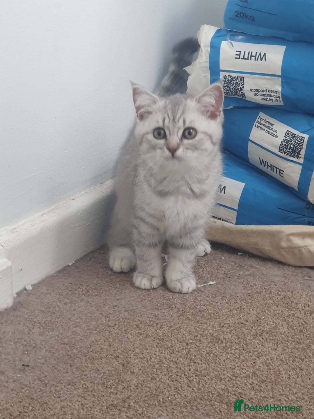 British Shorthair cats for sale: 2 British short hair & 1 long haired kittens - Image 21