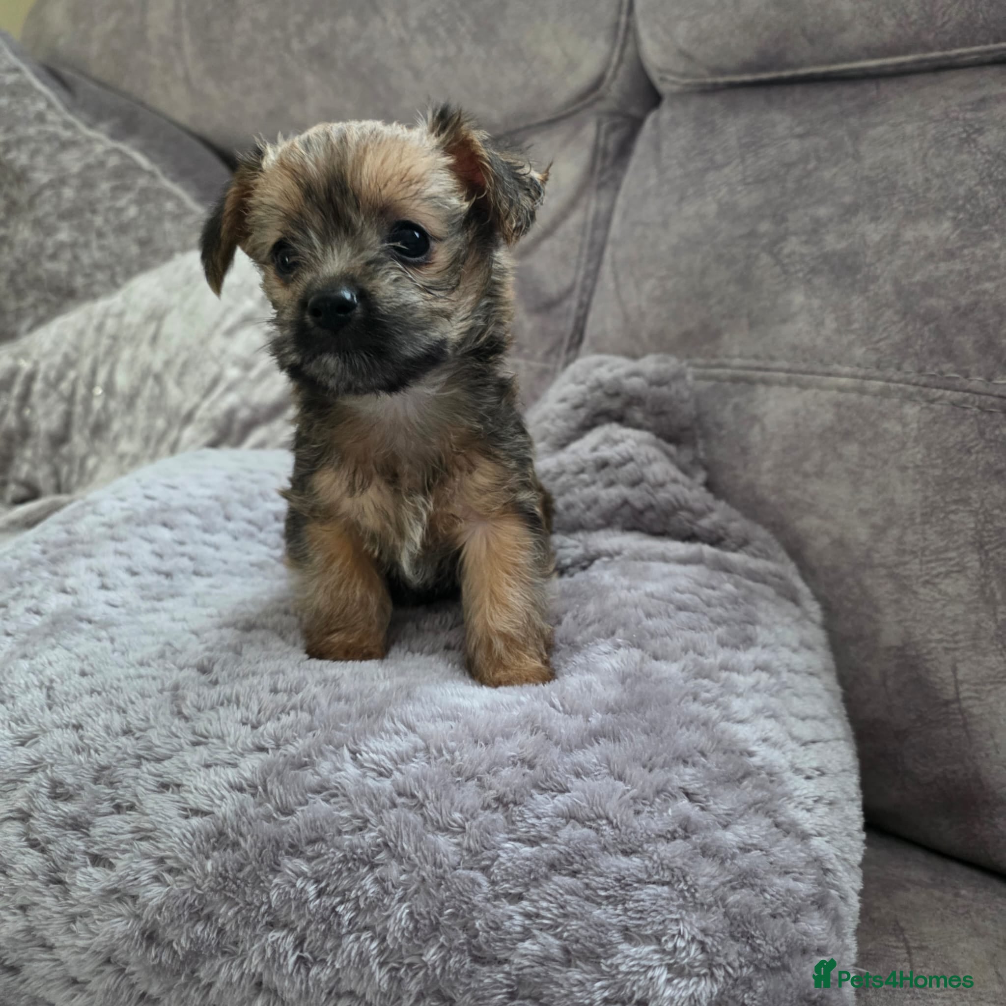 Mixed Breed dogs  **  chorkie x jackapoo puppies  - Advert 2