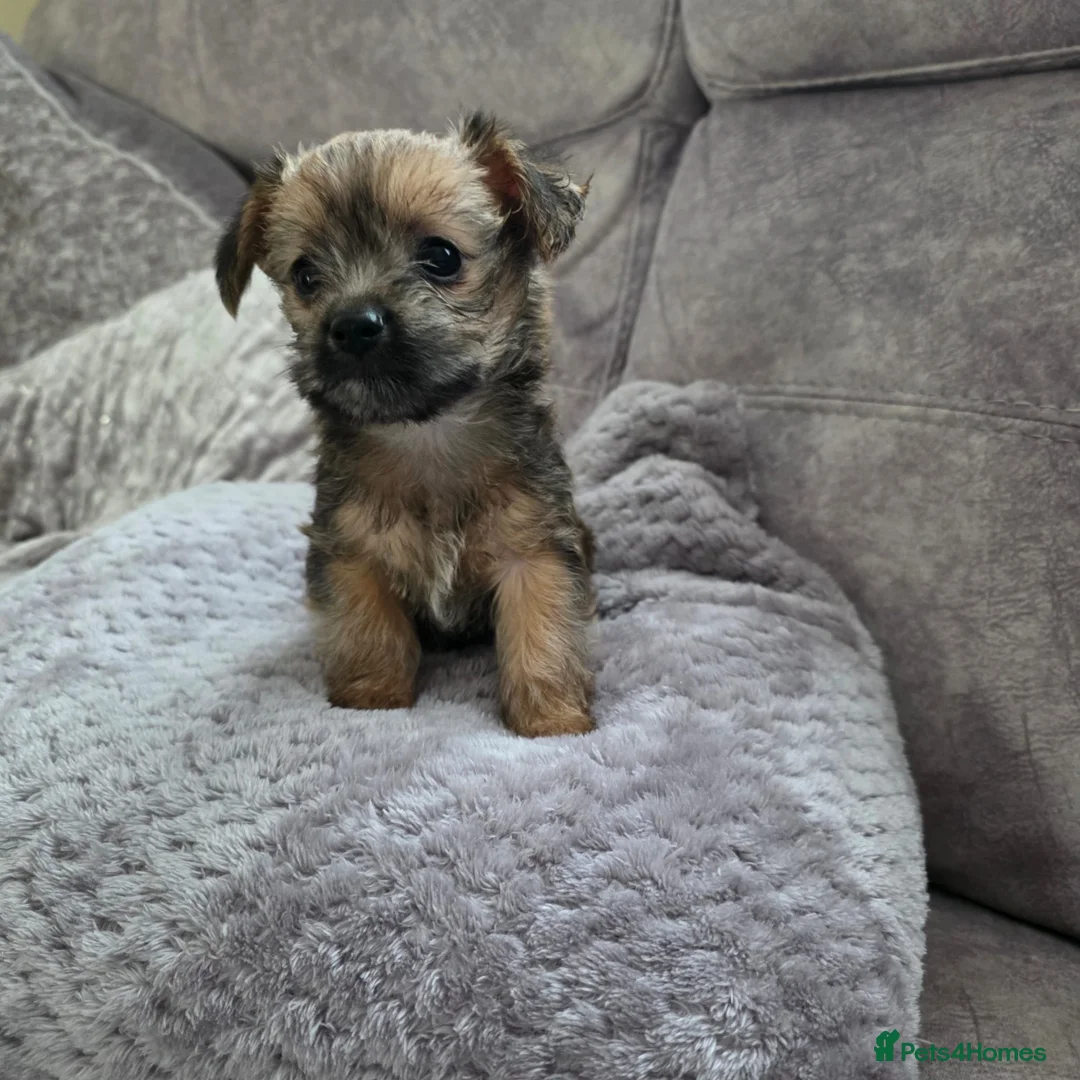Mixed Breed dogs for sale:  **  chorkie x jackapoo puppies  - Advert 2