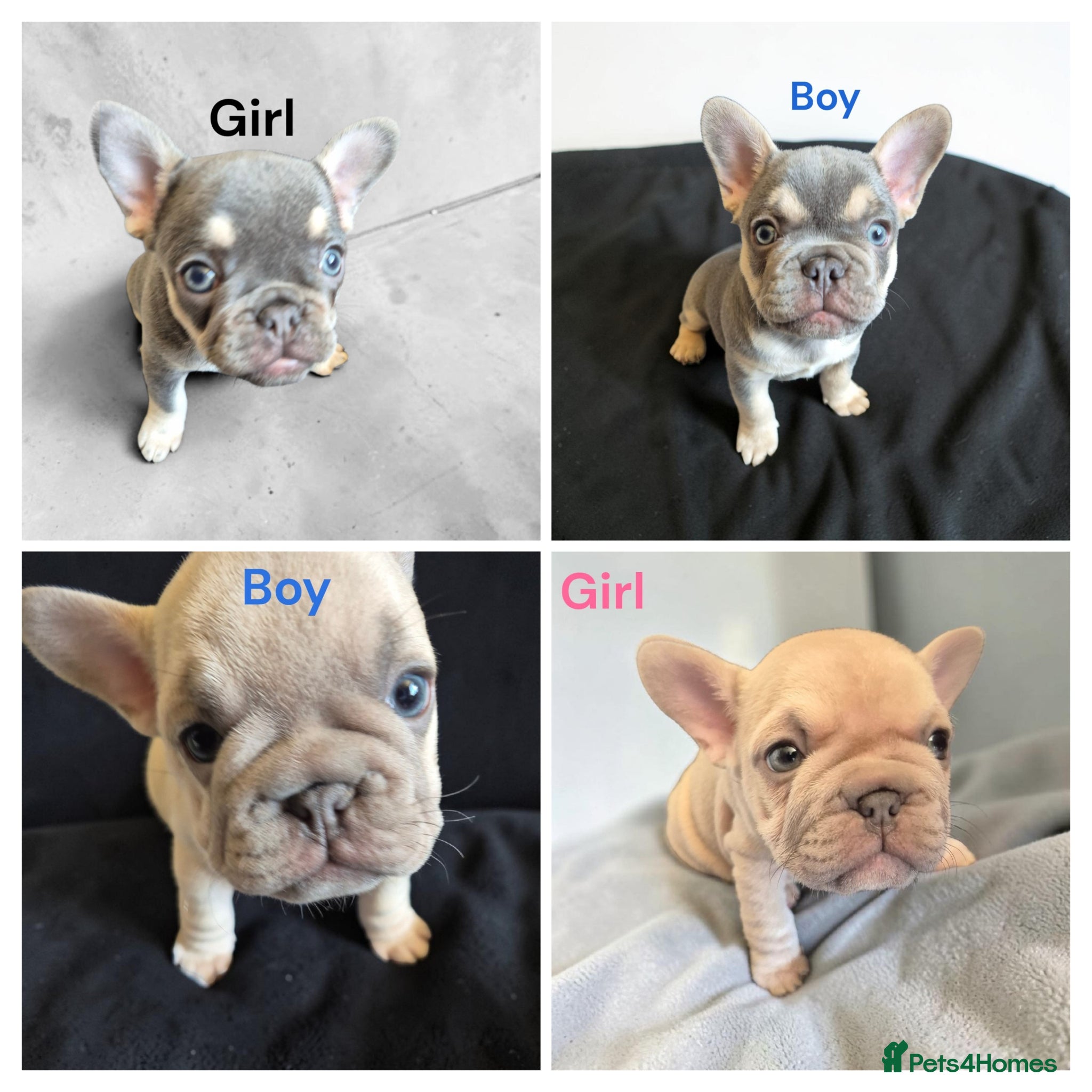 French Bulldog dogs French Bulldog Puppies - Advert 13