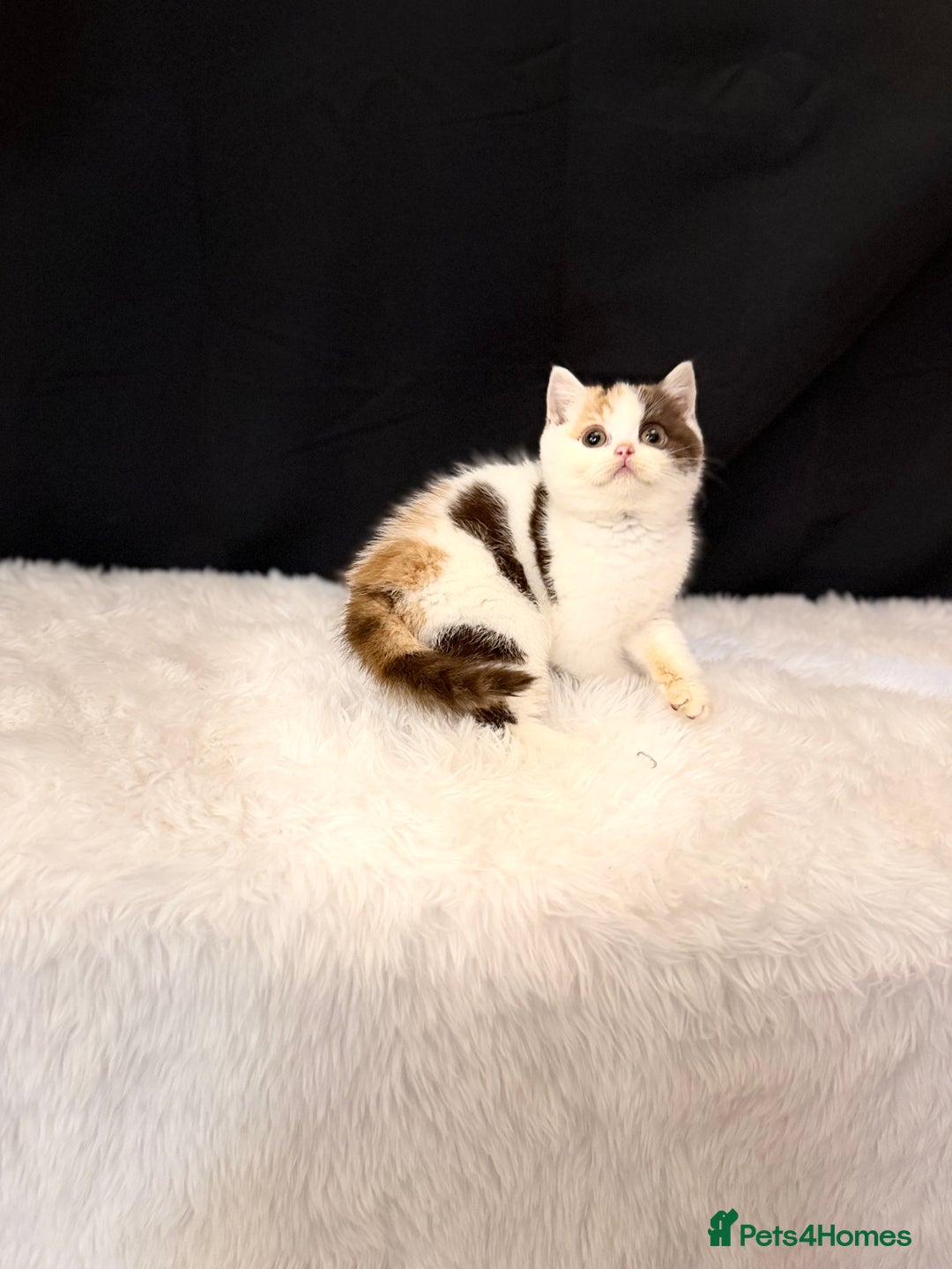 British Shorthair cats for sale: Full Pedigree Registered BSH - Advert 1