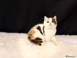 British Shorthair cats Full Pedigree Registered BSH - Advert 1