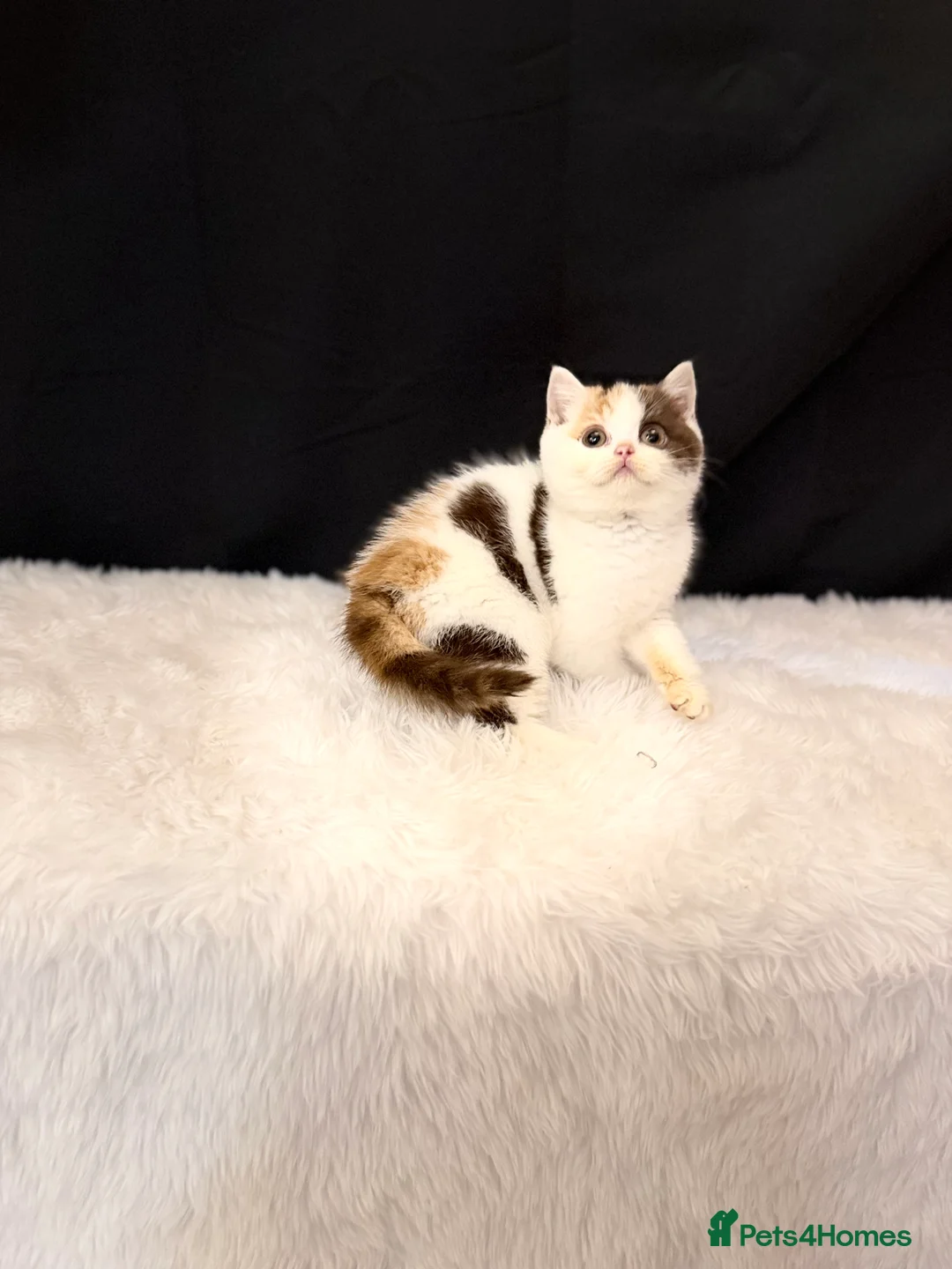 British Shorthair cats for sale: Full Pedigree Registered BSH - Advert 1