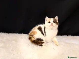 British Shorthair cats Full Pedigree Registered BSH - Advert 2