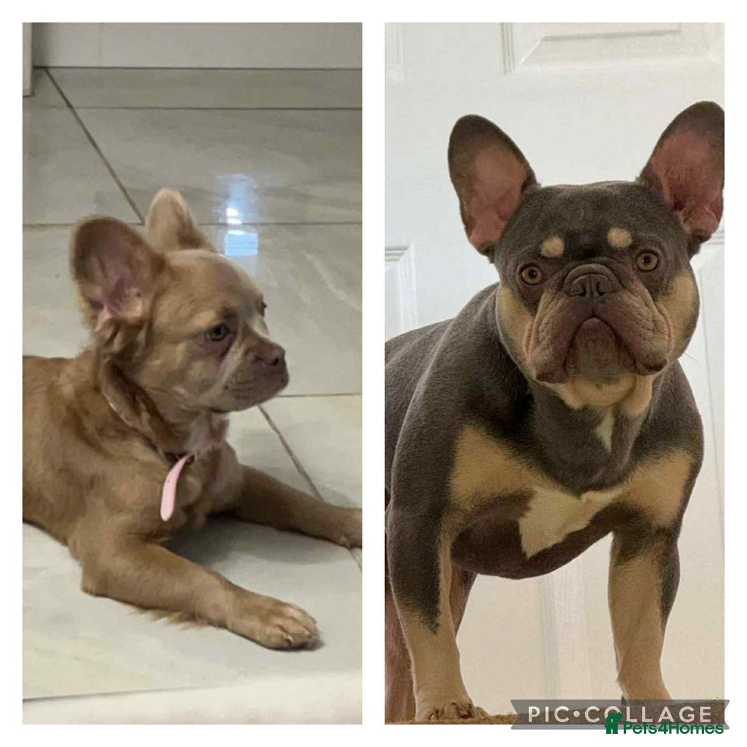 French Bulldog dogs for sale: FRENCH BULLDOG puppies 🐶  - Image 5