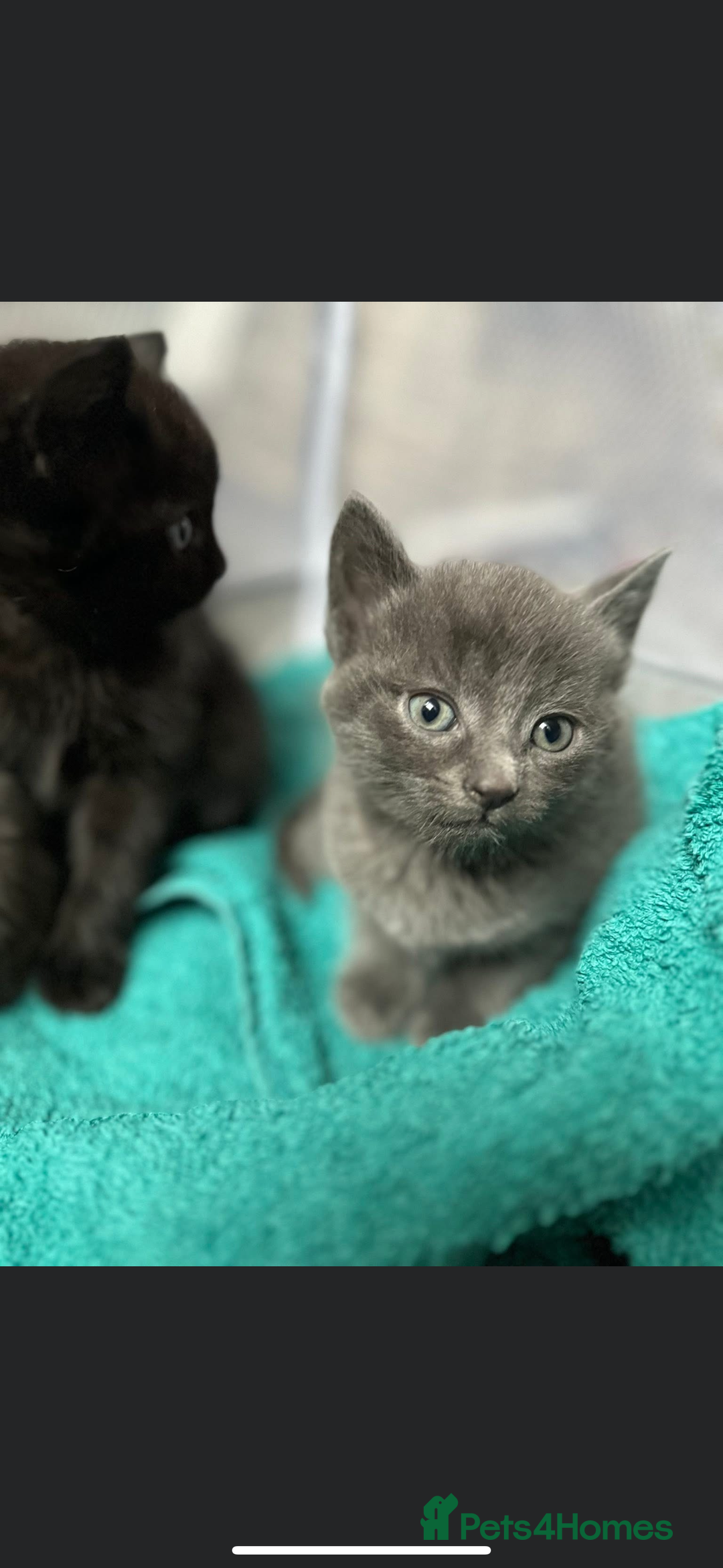 Mixed Breed cats for sale: Two stunning grey female kittens for sale  - Advert 2