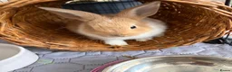Lionhead rabbits for sale: Lion Head Cross bunnies  in Inverness - Advert 5