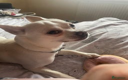 Chihuahua dogs for stud: Almost 2 years old Levi my chihuahua  in Guildford - Image 3