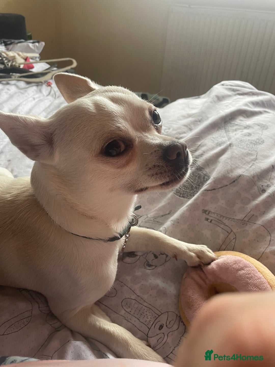 Chihuahua dogs for stud: Almost 2 years old Levi my chihuahua  in Guildford - Image 3