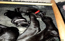 Springador dogs for sale: Springador Puppies - Image 2