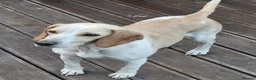 Beagle dogs for sale: Beaglepoo/poogles in Dartford - Advert 3
