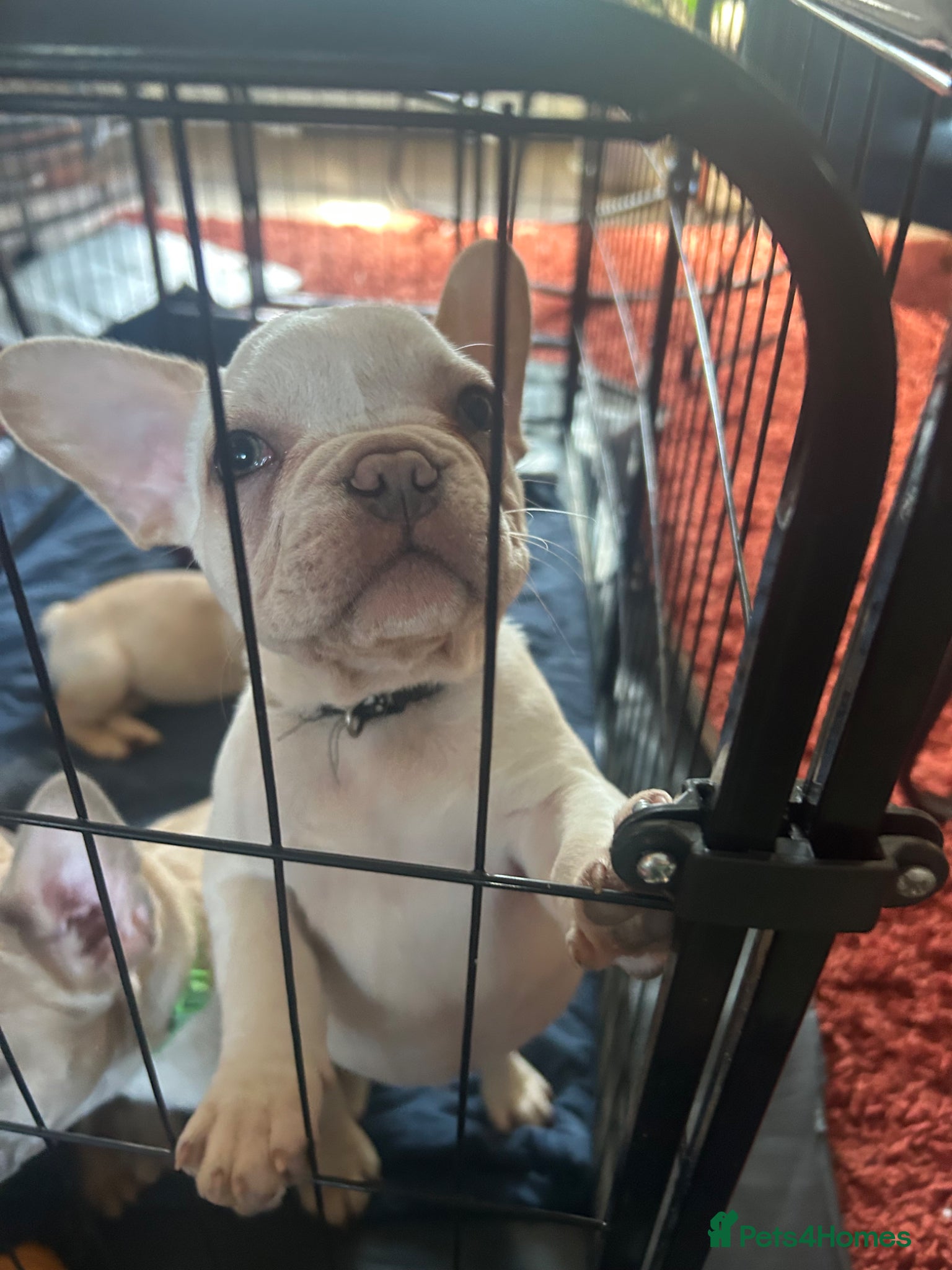 French Bulldog dogs for sale: 9 top quality fluffy carrying french bulldogs  - Advert 2