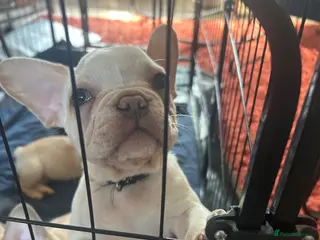 French Bulldog dogs for sale: 9 top quality fluffy carrying french bulldogs - Advert 2