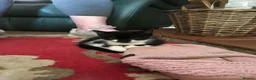 Mixed Breed cats for sale: Kittens  in Tamworth - Advert 5