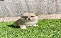 Akita dogs for sale: American Akita Puppys for sale  - Image 4