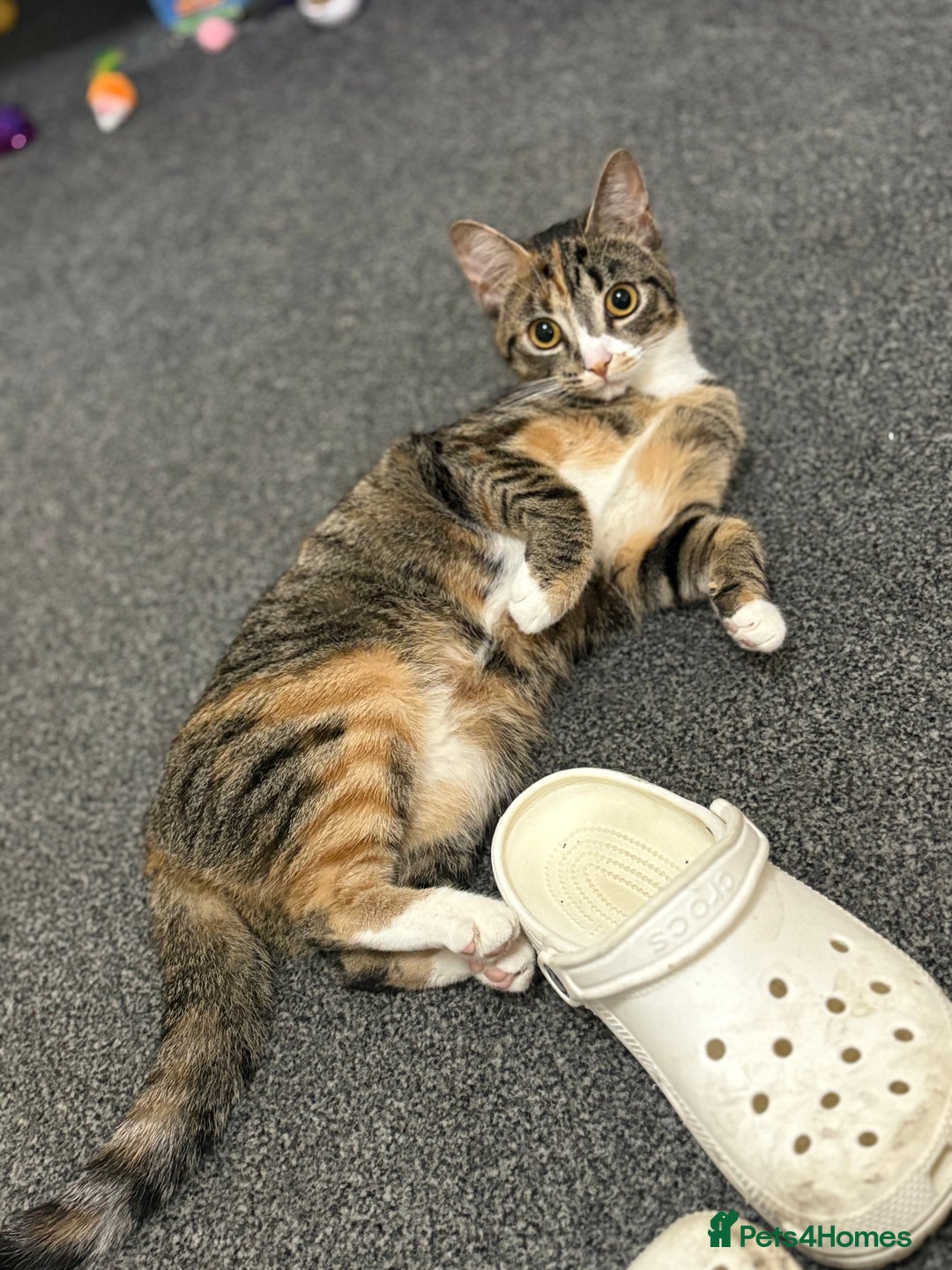 Mixed Breed cats for sale:  **   - Advert 1