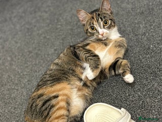 Mixed Breed cats ** - Advert 3