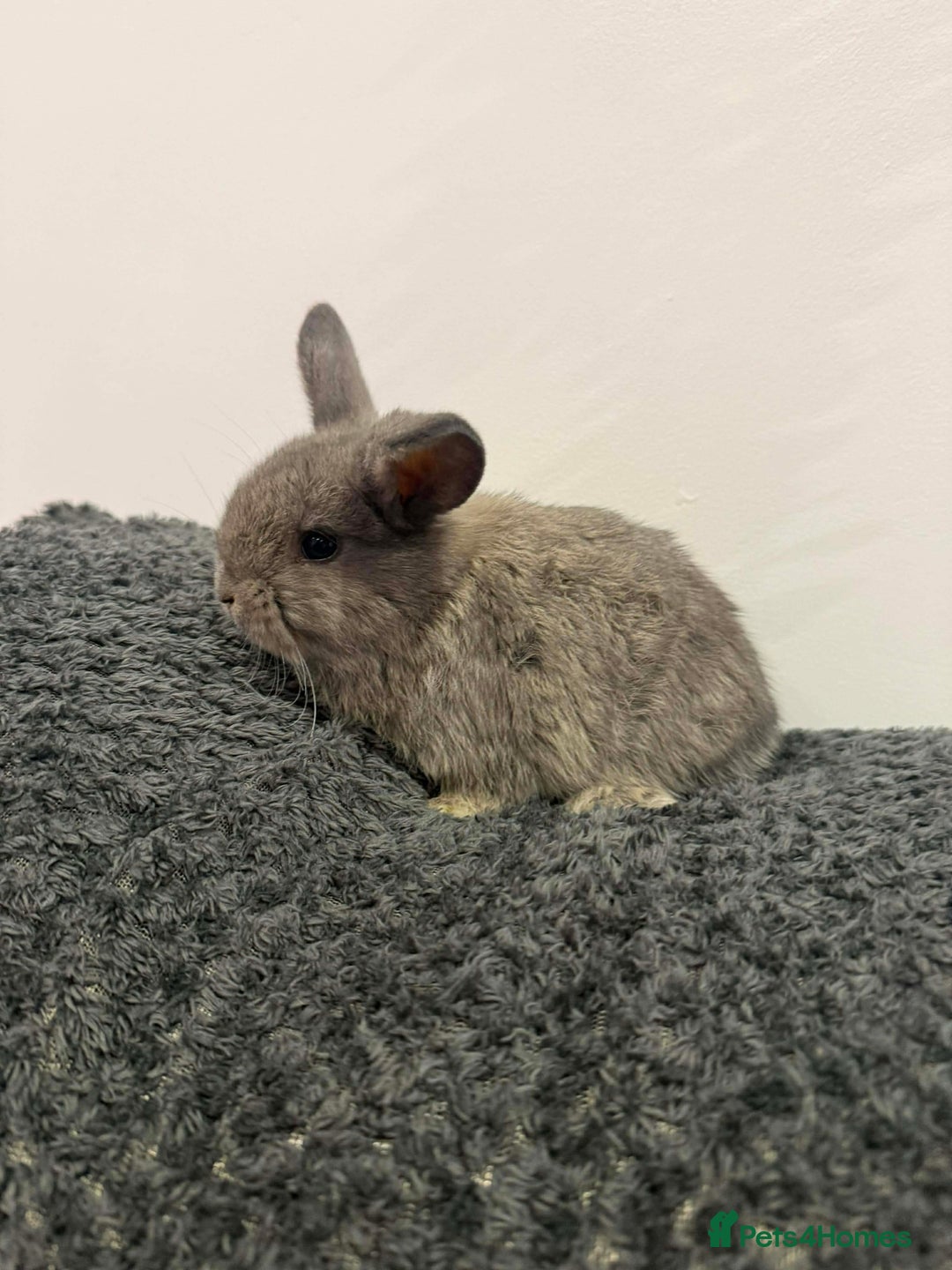 Mini Lop rabbits for sale: Mini lops  - Advert 2