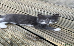 Mixed Breed cats for sale: Lovely Kitten for sale only 50£  - Image 5