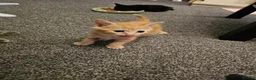 Mixed Breed cats for sale: 4 beautiful kittens left - Advert 10