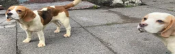Beagle dogs for sale: 2 Kc Reg Beagles Girls For Sale - Advert 9