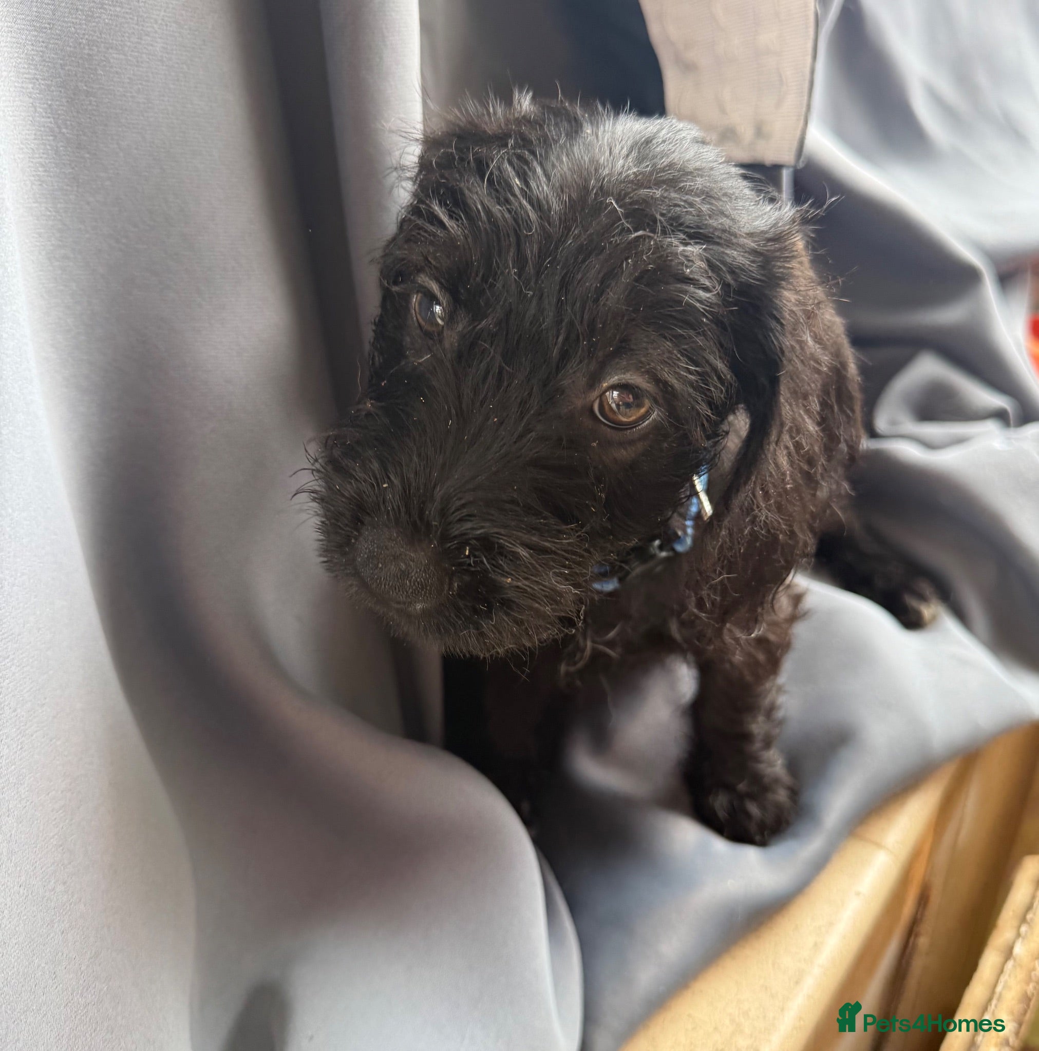 Jackshund dogs 🏡🐾❤️ 1 BOY LEFT & READY TO LEAVE NOW ❤️🐾🏡 - Advert 2
