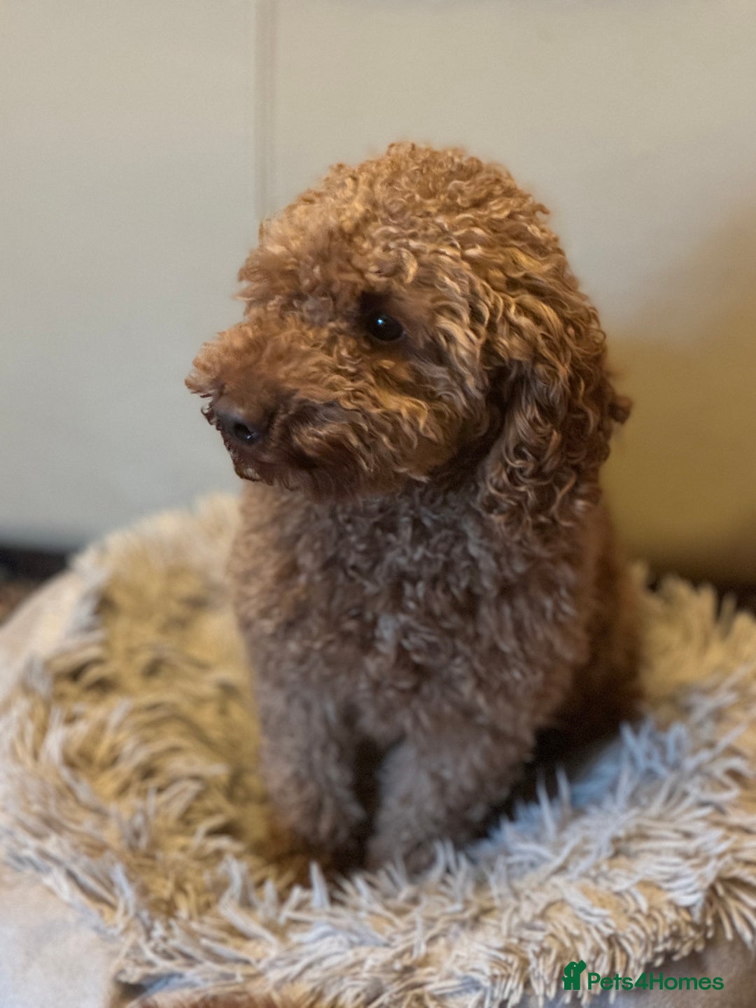 Miniature Poodle dogs for stud: HEALTH TESTED RED MINIATURE POODLE in Bewdley - Advert 4