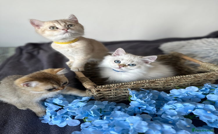 British Shorthair cats - Advert 6
