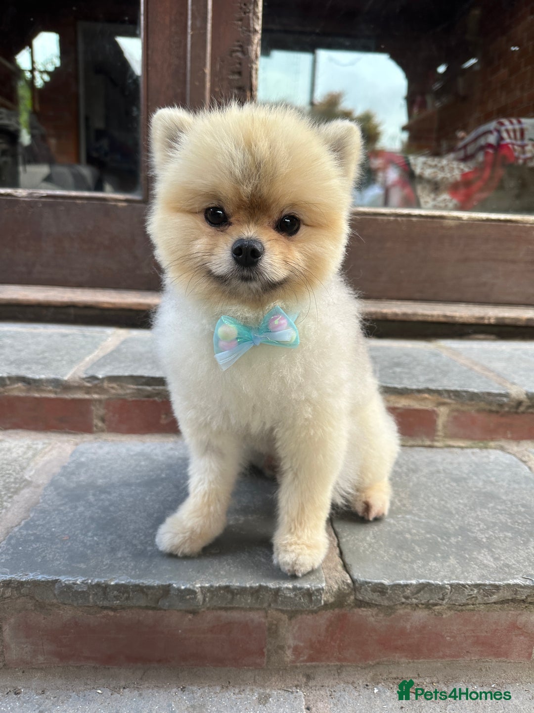 Pomeranian dogs for stud: 🌟✨ Elite Pomeranian Stud Available  ✨🌟 - Image 4