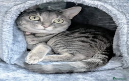 Bengal cats for sale: With a heavy heart, I am rehoming Luna - Image 2