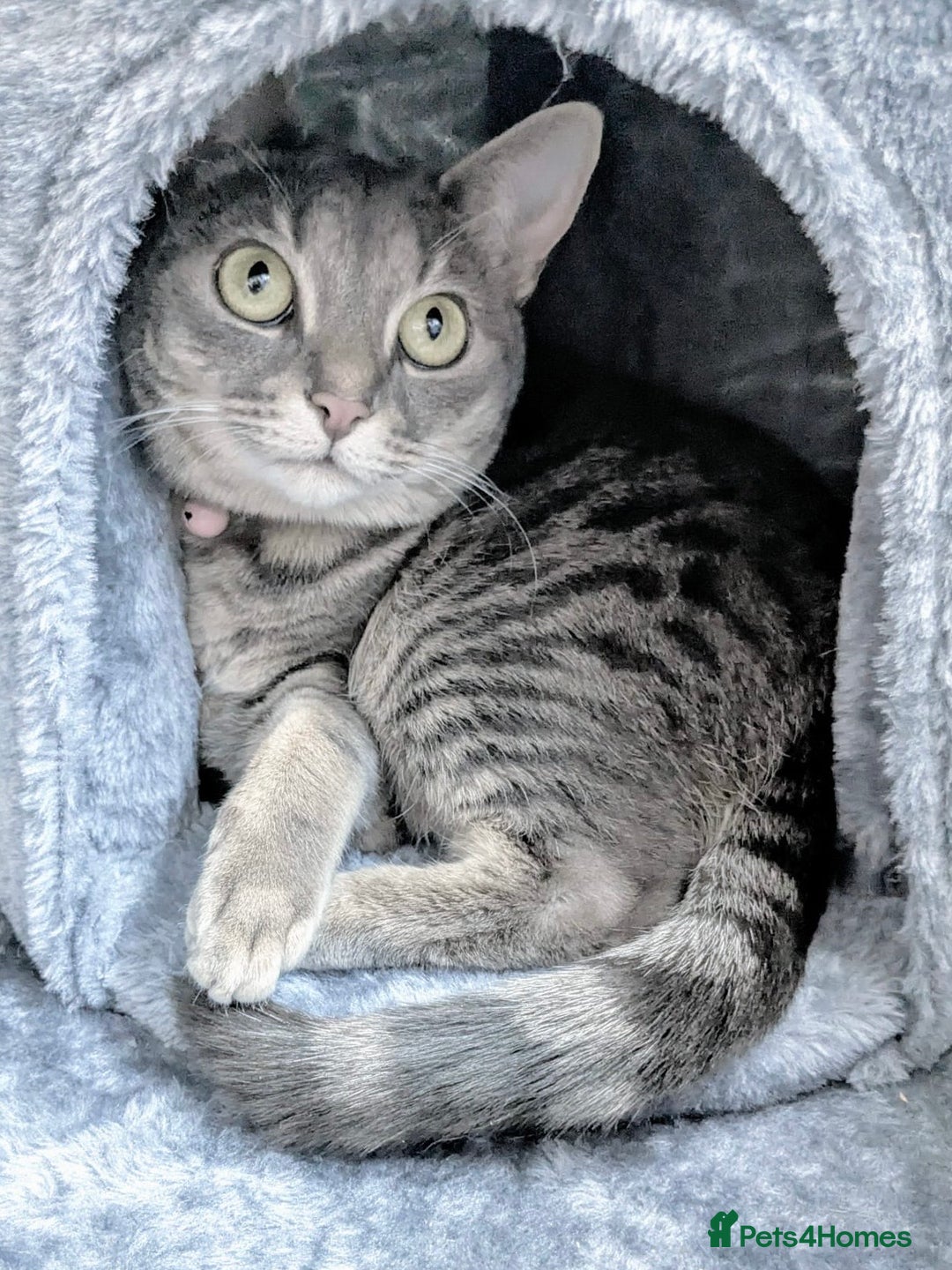 Bengal cats for sale: With a heavy heart, I am rehoming Luna - Image 2