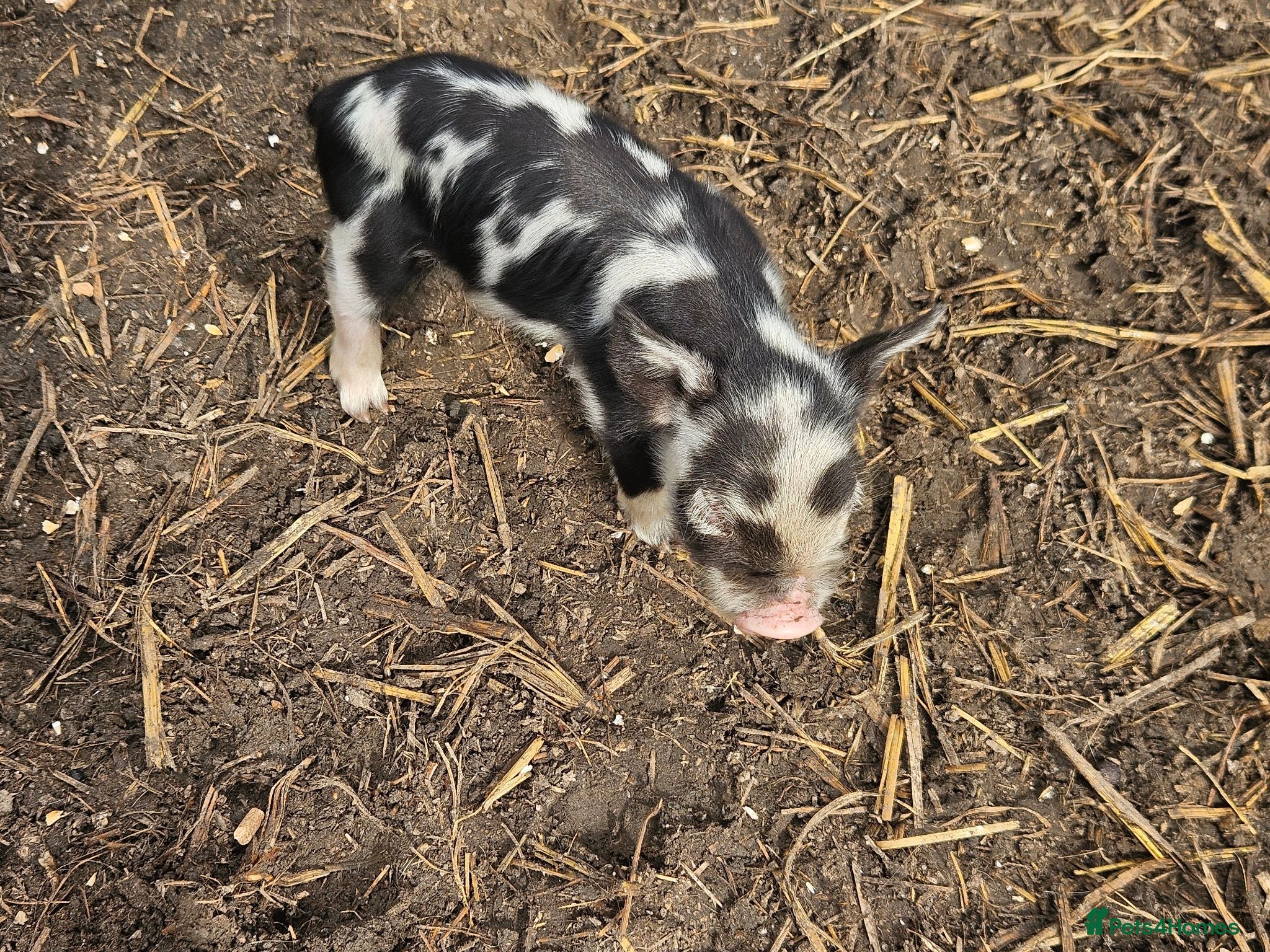 Pig livestock Full breed kunekune piglets  - Advert 1