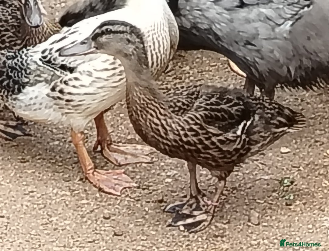 Ducks poultry for sale: Stunning mallards for sale - Image 4