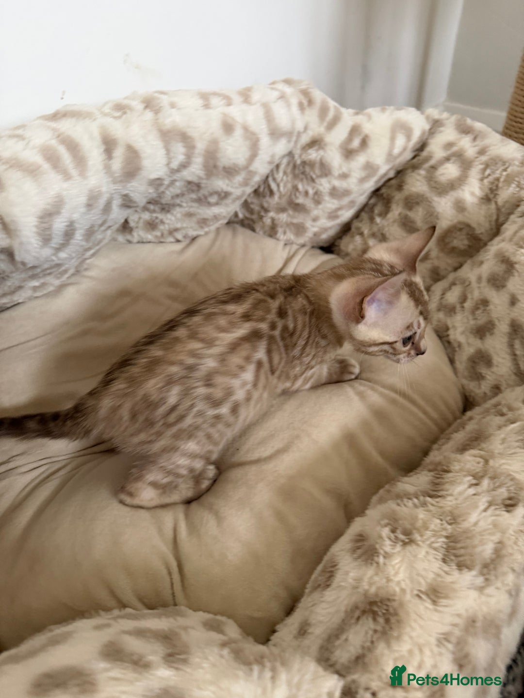 Bengal cats for sale: Pure Bengal Kittens, Ready NOW  - Image 14