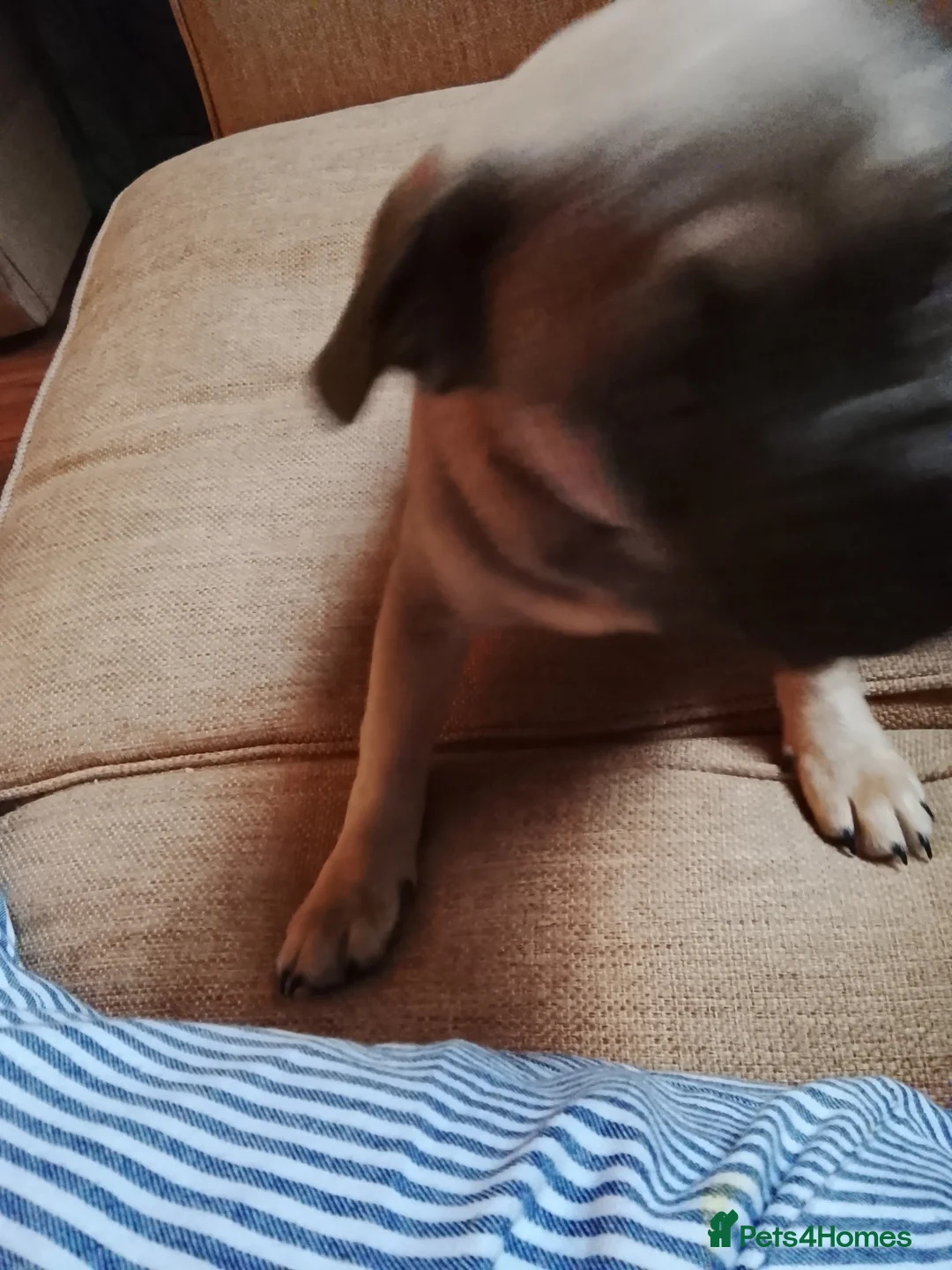 Frug dogs for sale: Frug puppy  - Advert 5