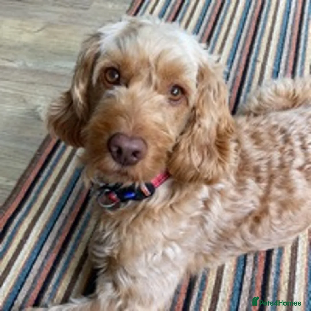 Cockapoo dogs for stud: BAXTER Makes Beautiful Babies 🐾 in Haddington - Advert 22