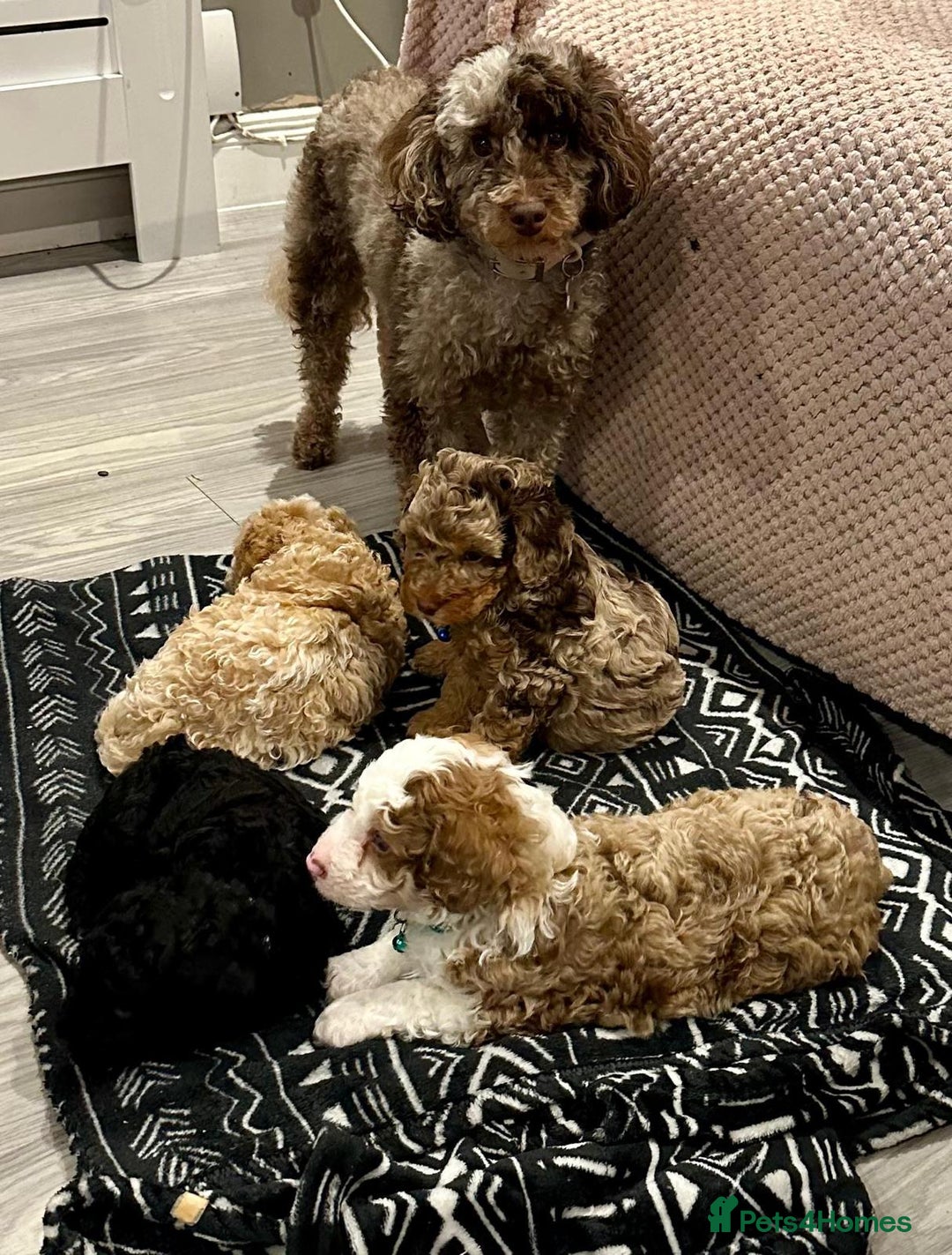 Cavapoo dogs for sale: 2 Male 2 Female unique colours Cavapoo’s - Advert 2