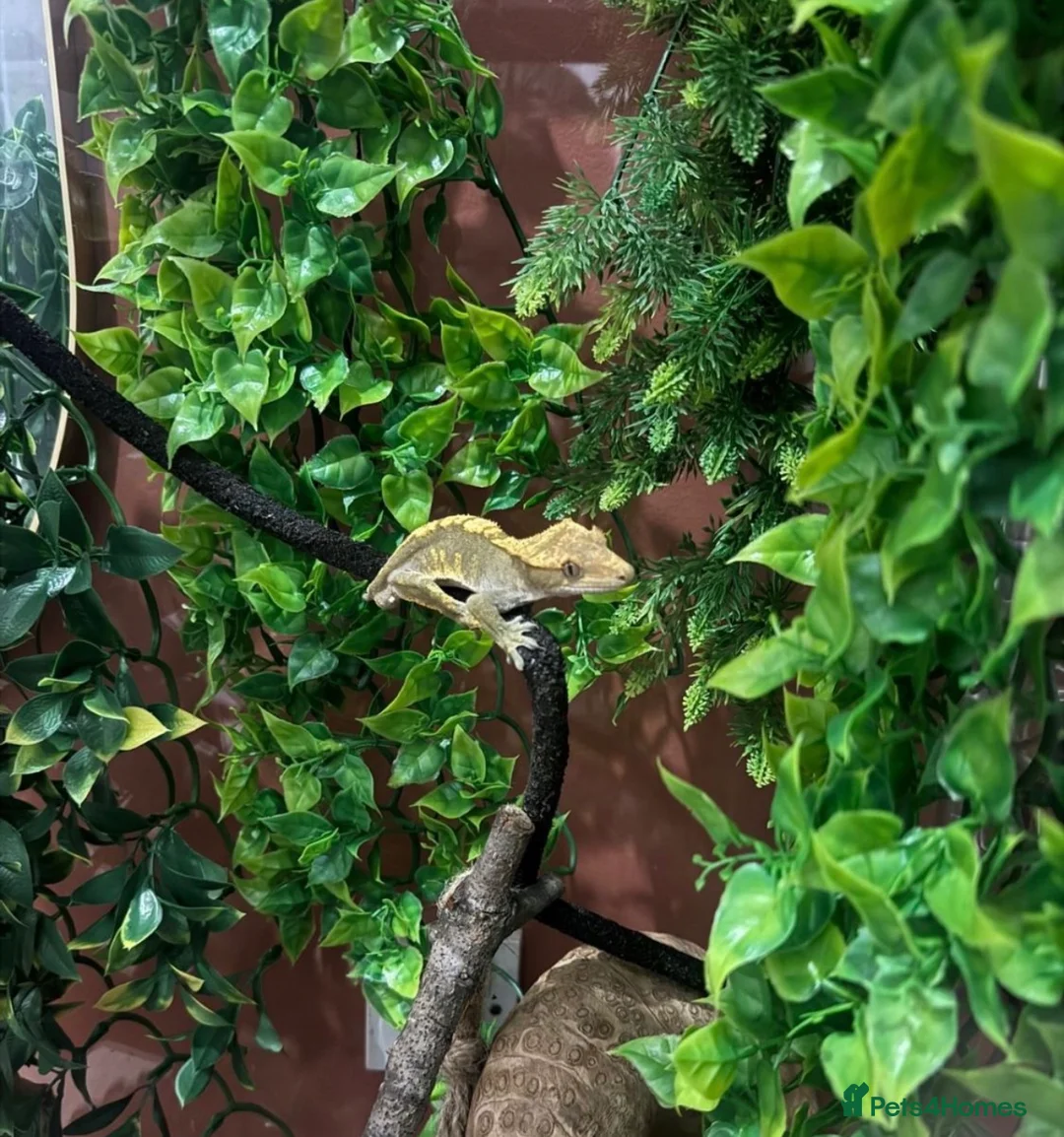 Gecko reptiles for sale: Crested gecko + enclosure  - Advert 6