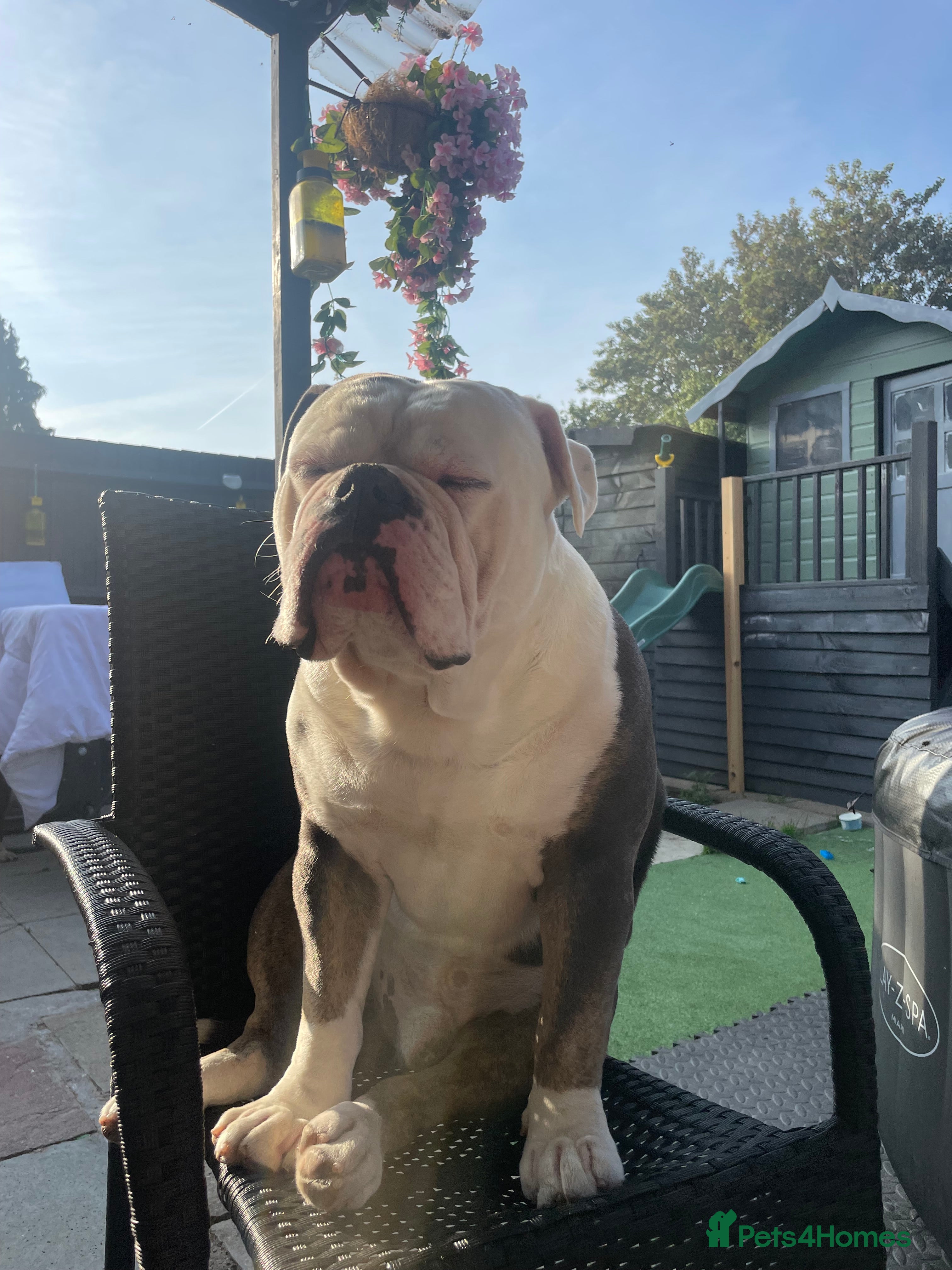 Old Tyme Bulldog dogs Free old tyme English bulldog  - Advert 9