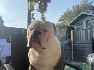 Old Tyme Bulldog dogs Free old tyme English bulldog - Advert 10
