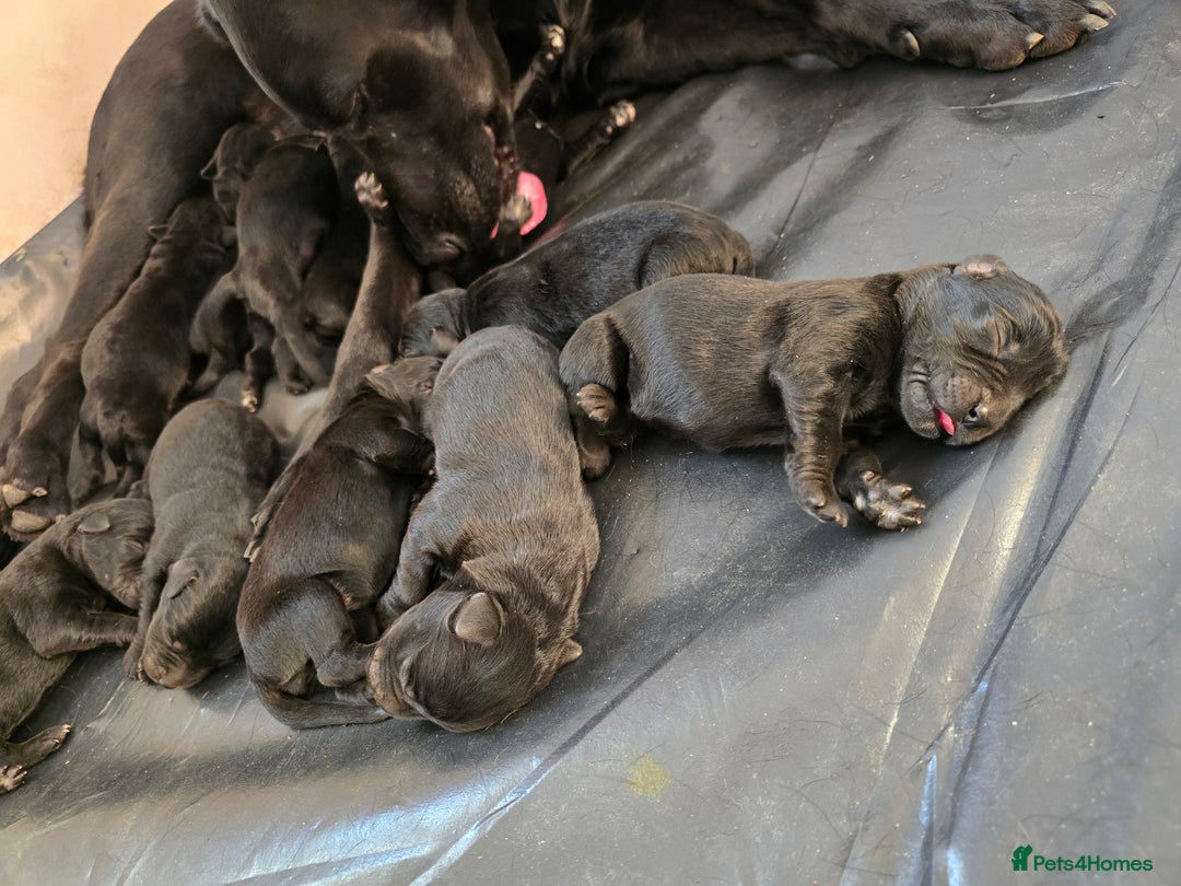 Mixed Breed dogs for sale: Puppies for sale  - Advert 2