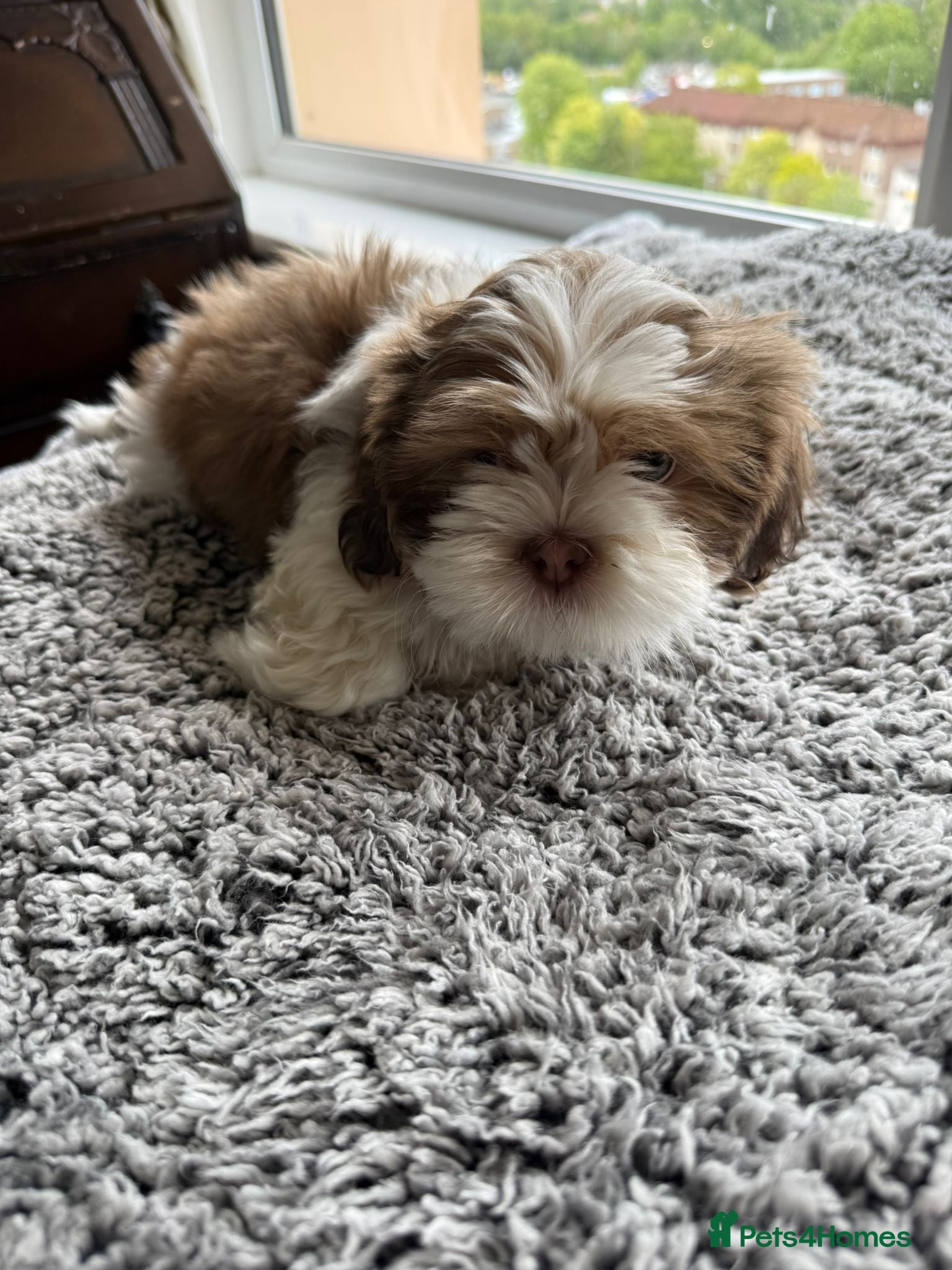 Mixed Breed dogs Lovely puppies  - Advert 13
